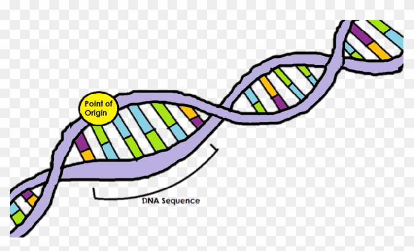 Point Of Origin Dna Replication #733513