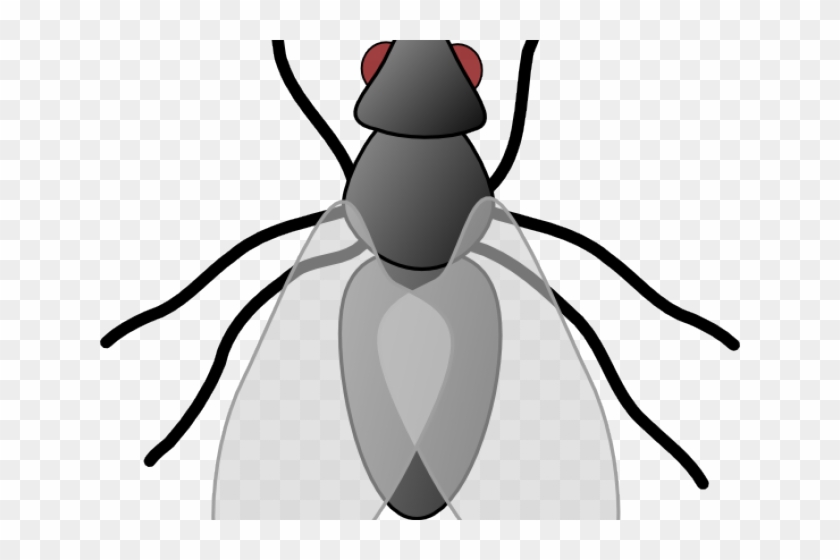 Fly Clipart - Free Images Of Flies #733517