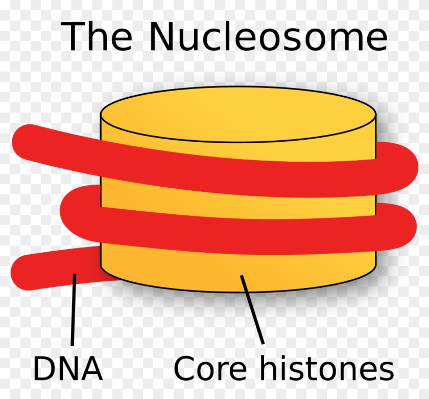 Nucleosome Png #733543