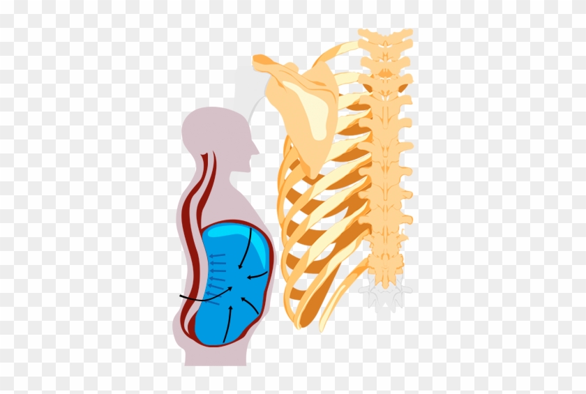 Integration Of Breathing With Spinal Stability - Illustration #733782