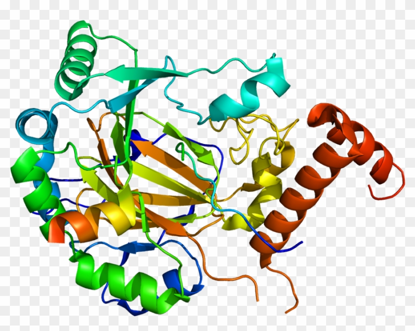 Protein Hif1a Pdb 1h2k - Hif1a #734689