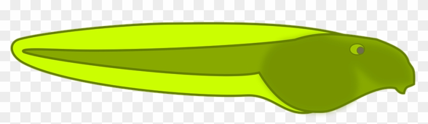 Tadpole Clipart Baby - Tadpole Clipart #735500
