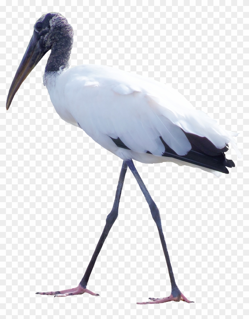Bird White Stork Feather Clip Art - Bird White Stork Feather Clip Art #738925