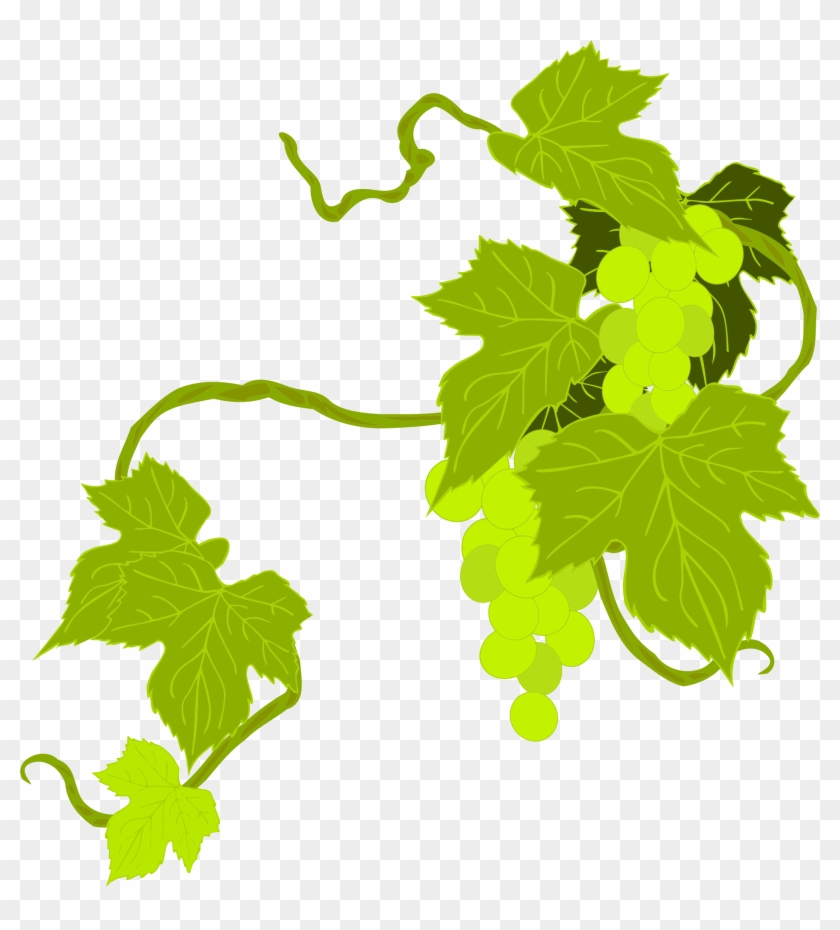 Grapes Illustration - Grapes Illustration #740115