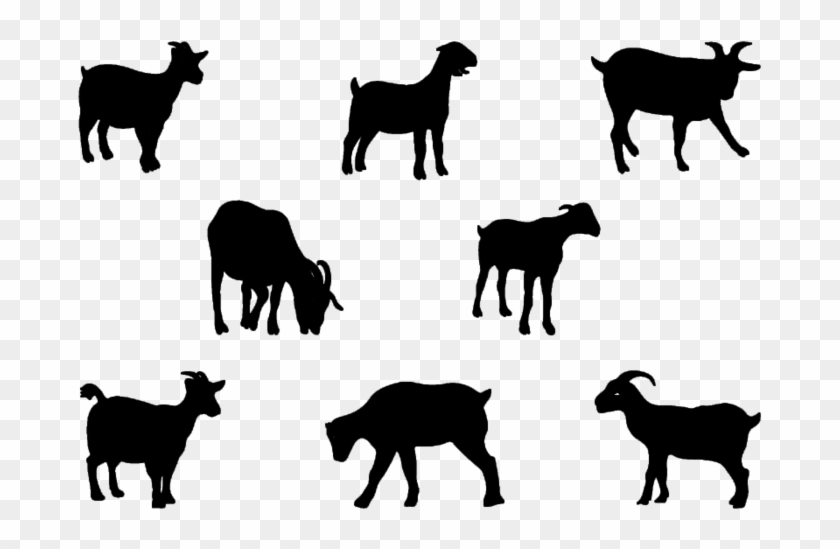 Boer Goat Pygmy Goat Nigerian Dwarf Goat Anglo-nubian - Nigerian Dwarf Goat Silhouette #741187