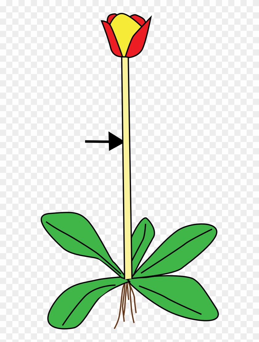 Https - //commons - Wikimedia - Org/wiki/file - Stem - Scape Stem #741333