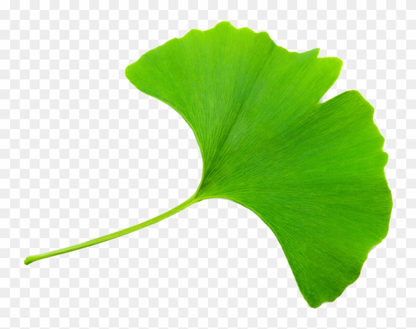 Ginkgo Leaf Clip Art #742453