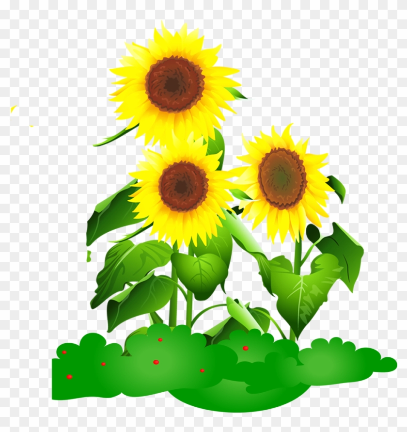 Common Sunflower Drawing Animation - Common Sunflower Drawing Animation #743486