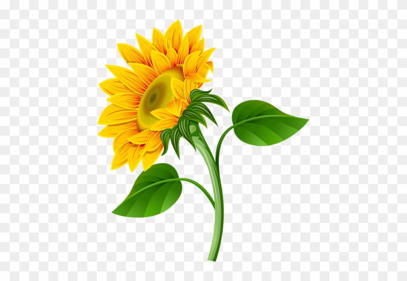 Album - Girassol Png #743487