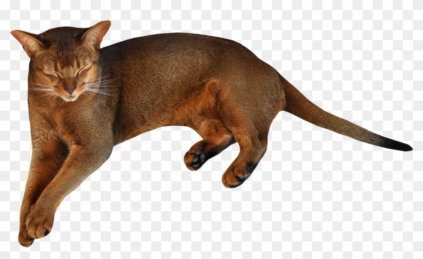 Lying Cat Png #743489