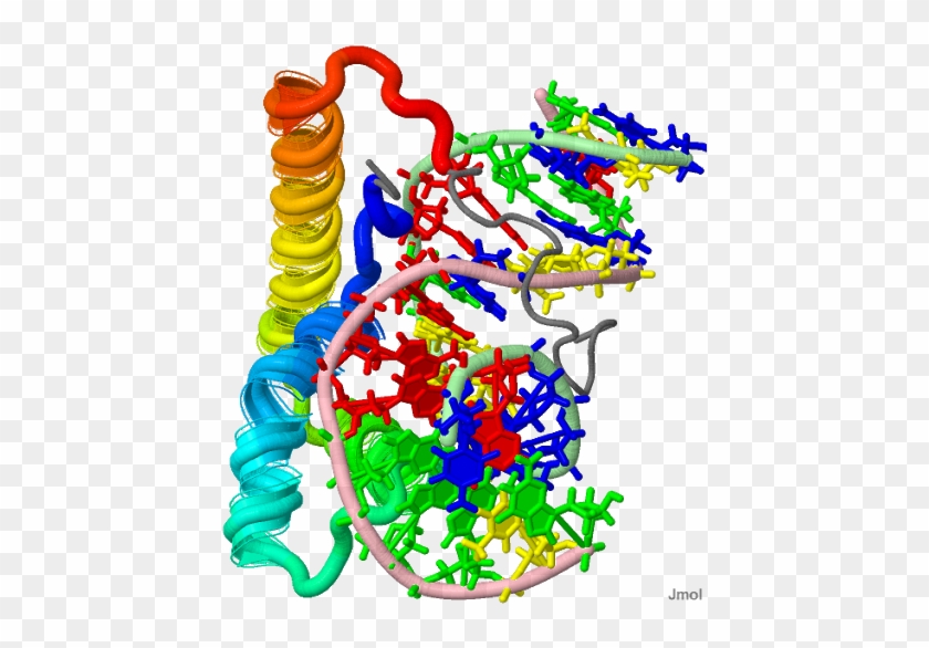 Tcf7l2 Downregulation By Tis7 [interferon-related Developmental - Tcf7l2 Downregulation By Tis7 [interferon-related Developmental #744260