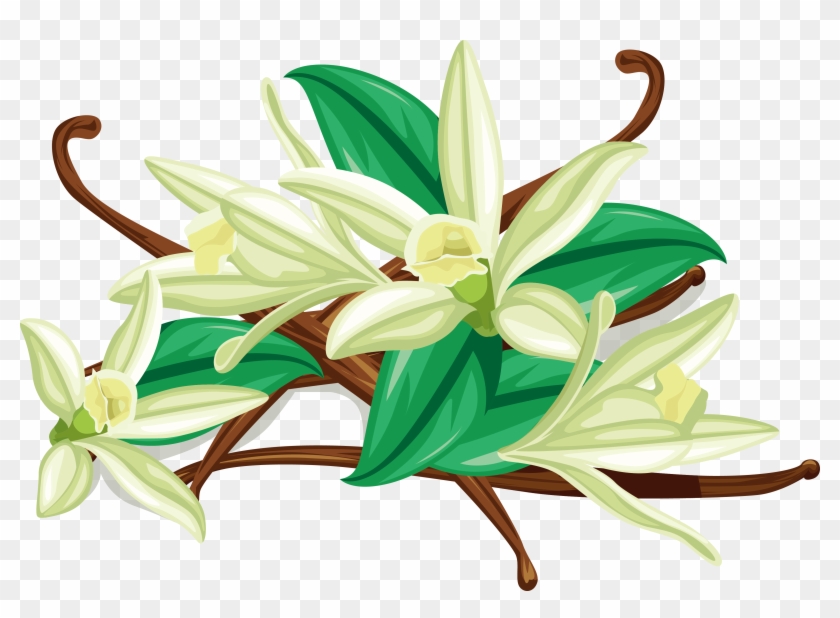 Flat-leaved Vanilla Spice Euclidean Vector - Flat-leaved Vanilla Spice Euclidean Vector #744708