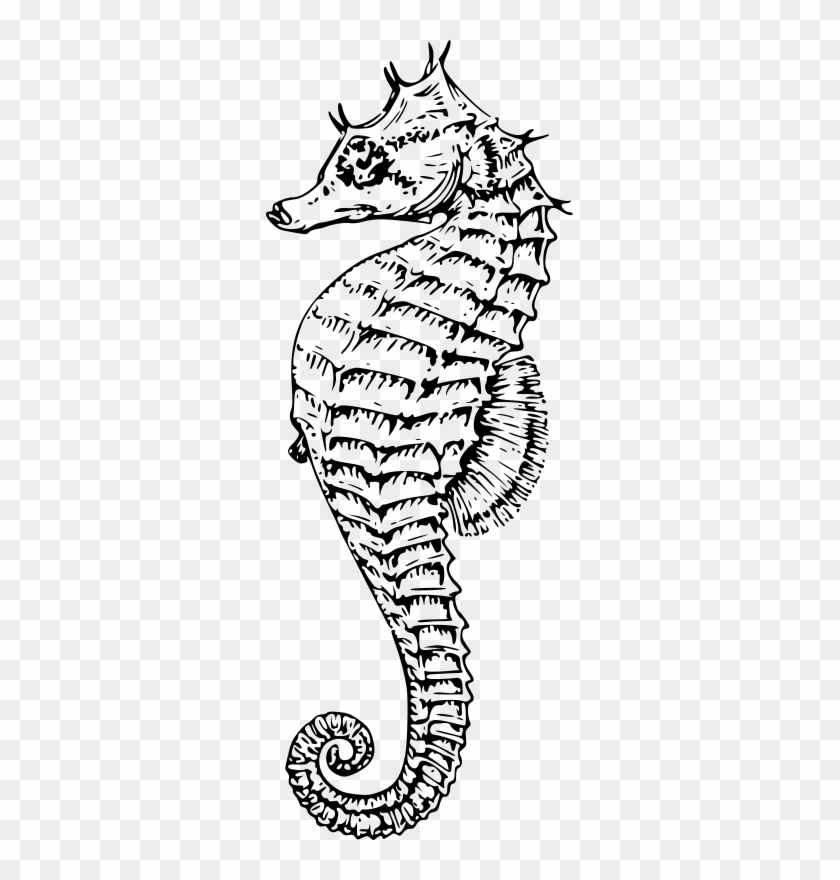 Free Vector Sea Horse - Black And White Sea Horse #744916