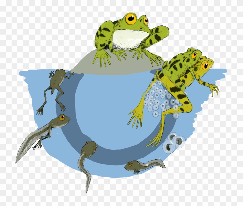 Clipart Svt - Cartoon #744922
