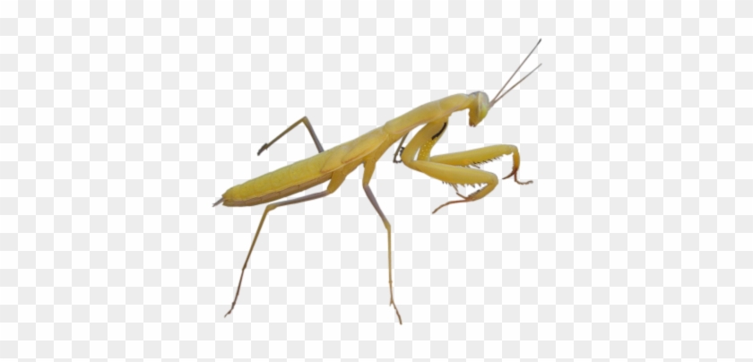 Bu-86 - Mantid Png #746664