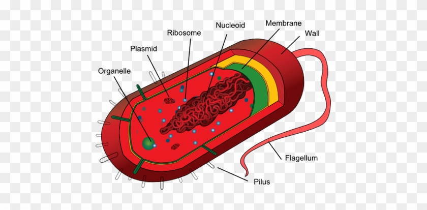 They Are Way More Simpler Than Eukaryotes And That's - Organelles In Prokaryotic Cells #748231