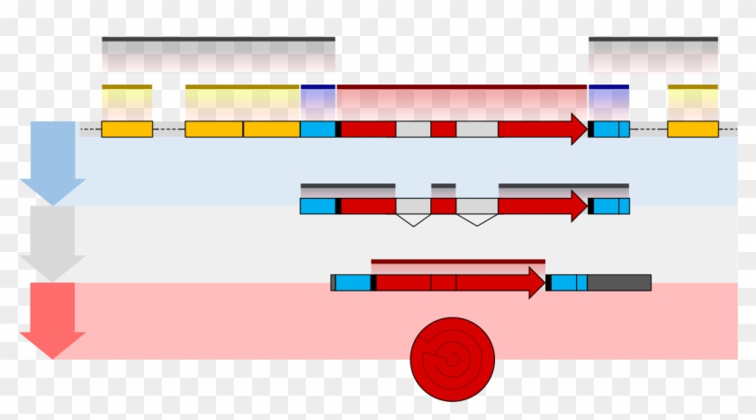 Gene Structure Eukaryote 2 Unannotated - Gene Structure And Function #748254