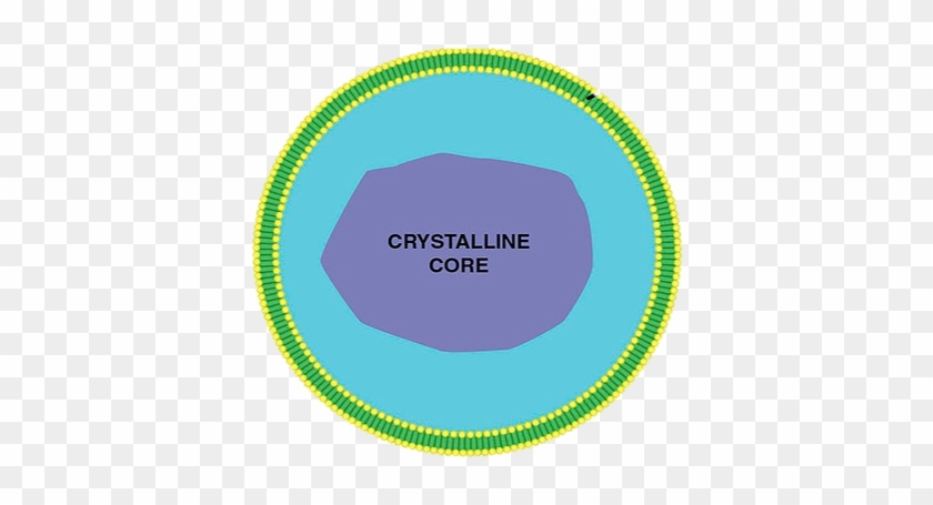 The Peroxisome Is A Small Round Cytoplasmic Organelle - Labelled Diagram Of Peroxisome #748261