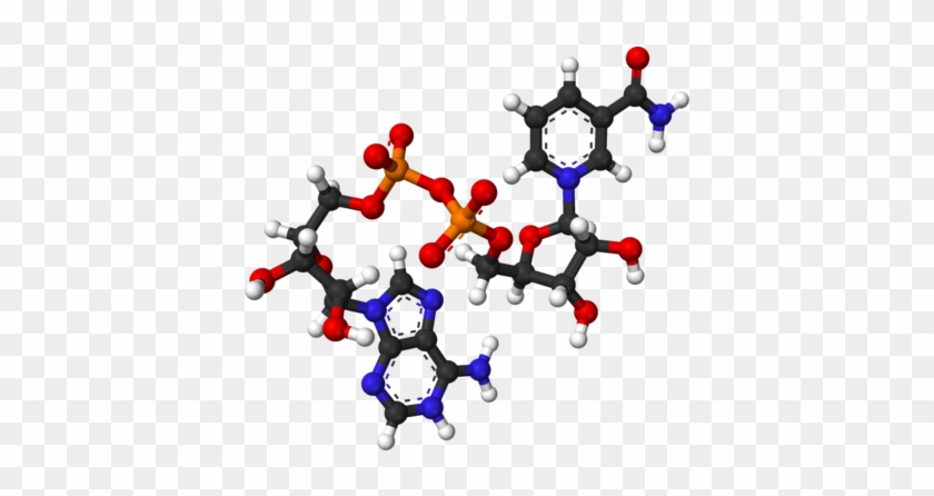 Names - Nicotinamide Adenine Dinucleotide #748422