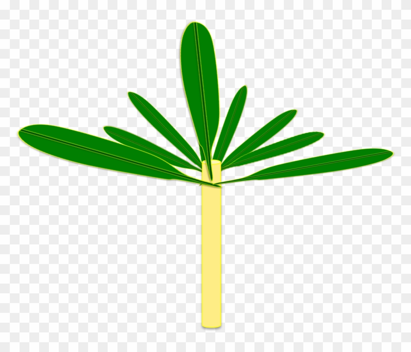 Furthermore, In The Tropics There Is A Plenitude Of - Banana #751489