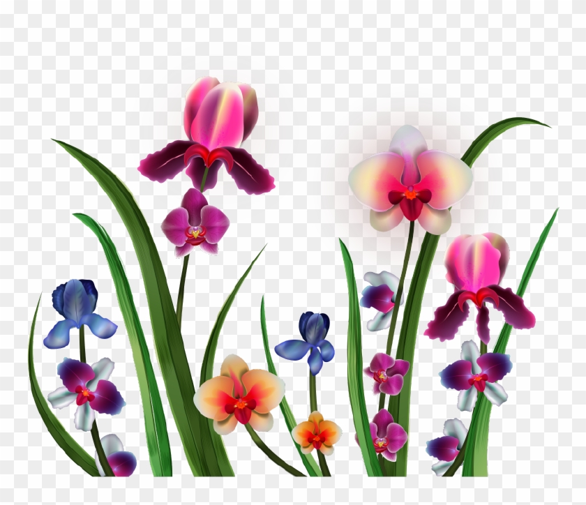 Png Клипарт "realistic Vector Delicate Orchids" - Moth Orchid #752627