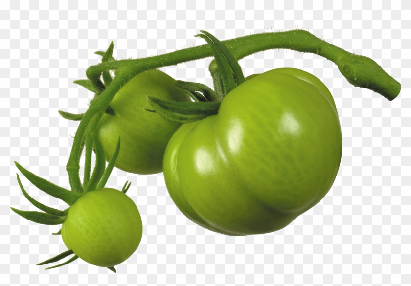 Tomato - Tomato #754146
