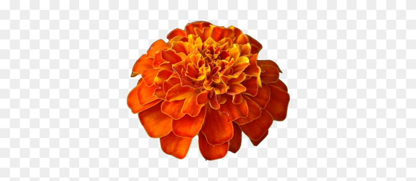 Source - - Tagetes Patula #754331