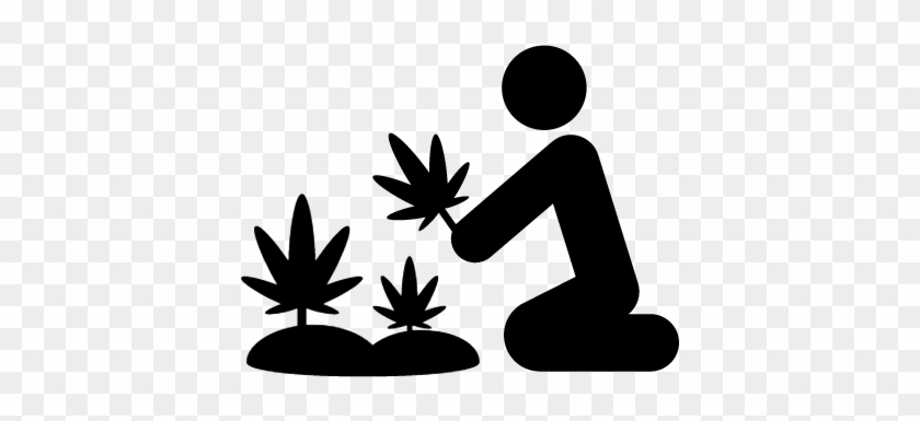 Marijuana Plants Vector - Tree Plantation Icon #758398