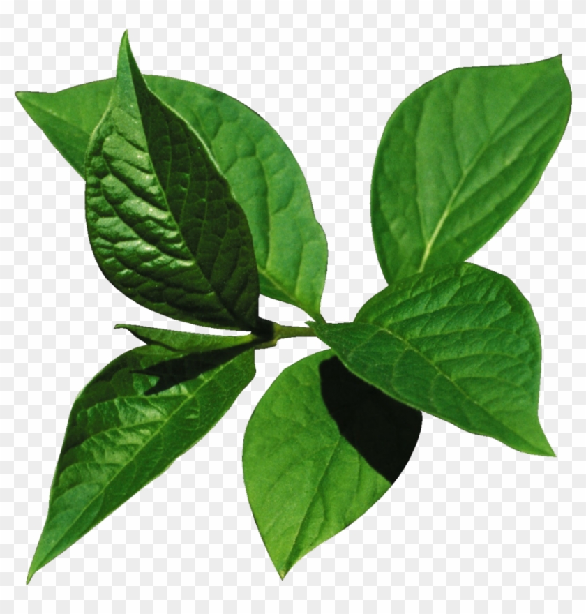 Leaf Digital Image Clip Art - Leaf Digital Image Clip Art #758907