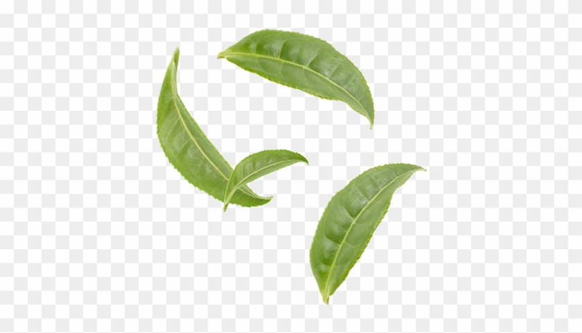 Catechin #759135