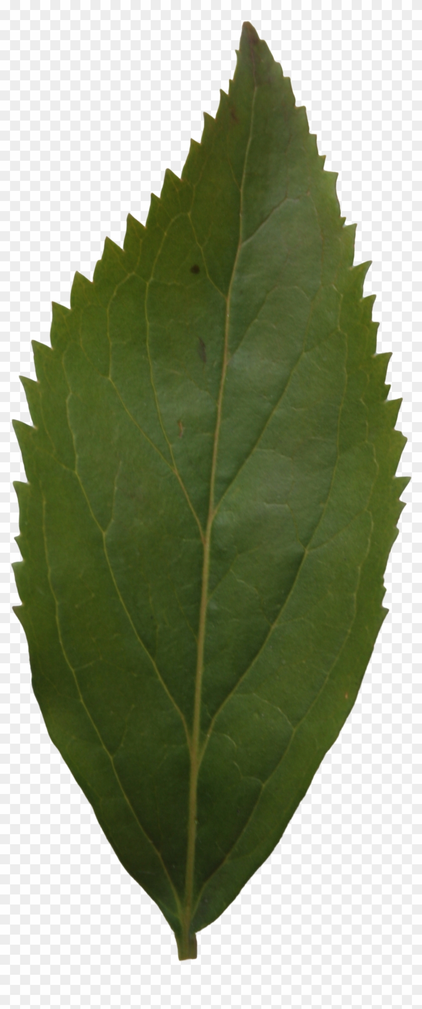 Maple #759182