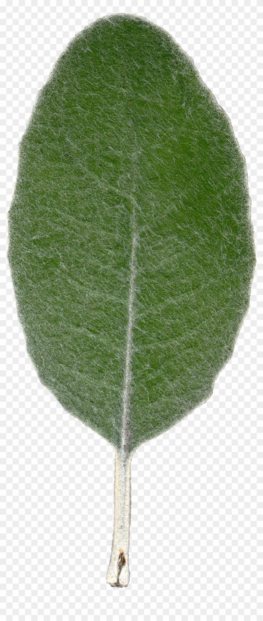Plant Leaf Texture Front View By Hhh316 - Leaf Texture #759208