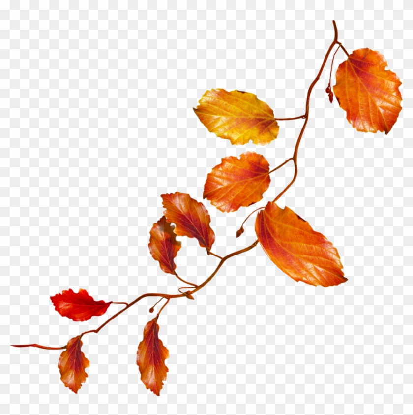 Suite Branches Aux Feuilles D'automne - Branche D Arbre Automne #759548