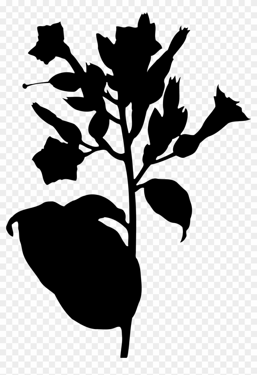 Clipart - - Tobacco Plant Png #759611