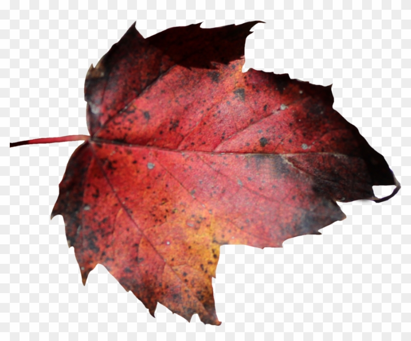 Red Leaf Png 01 By Thy Darkest Hour - Dead Leaf Png #759642