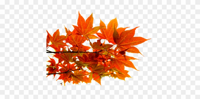 Png Sonbahar Yaprakları, Autumn Leaves Png, Autumn - Autumn Leaf #759686