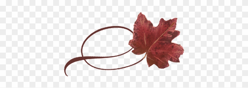 Spring Flowers, Autumn Leaves, Grapes Twisty Red Maple - Maple Leaf #759747