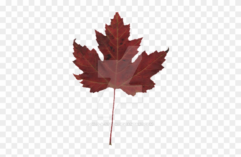 Autumn Leaves Png Pack By Gild A Stock - Kyle Dubas #759805