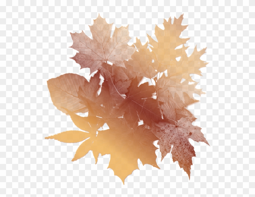Autumn Leaves Background - Vintage Autumn Leaf Png #759812