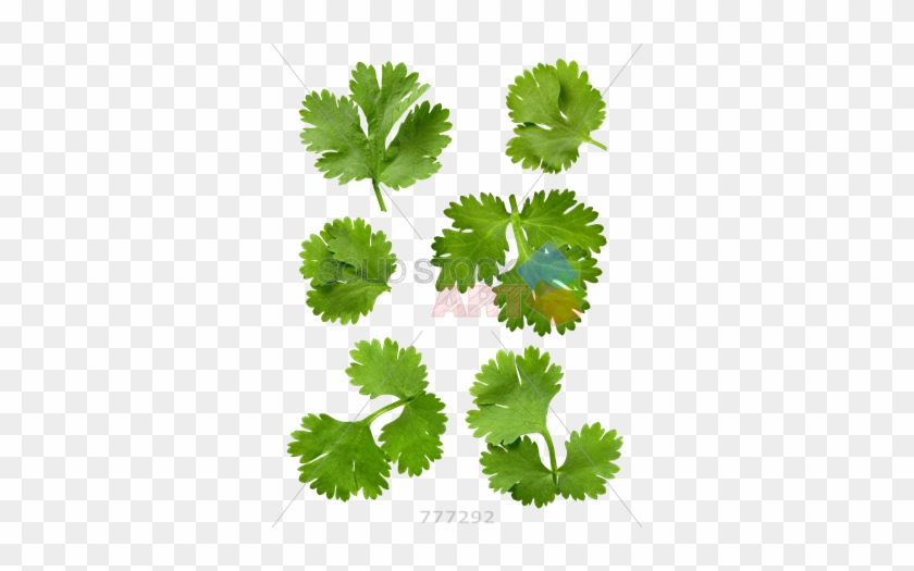 Stock Photo Of 6 Pieces Of Cilantro Leaves Isolated - Cilantro Transparent Background #760880