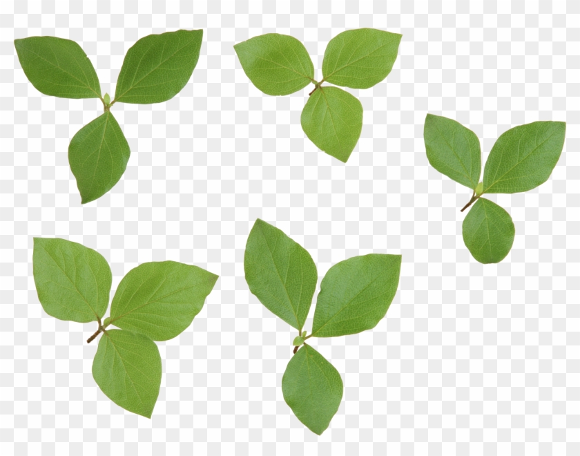   Green Leaves Transparent Background #760953