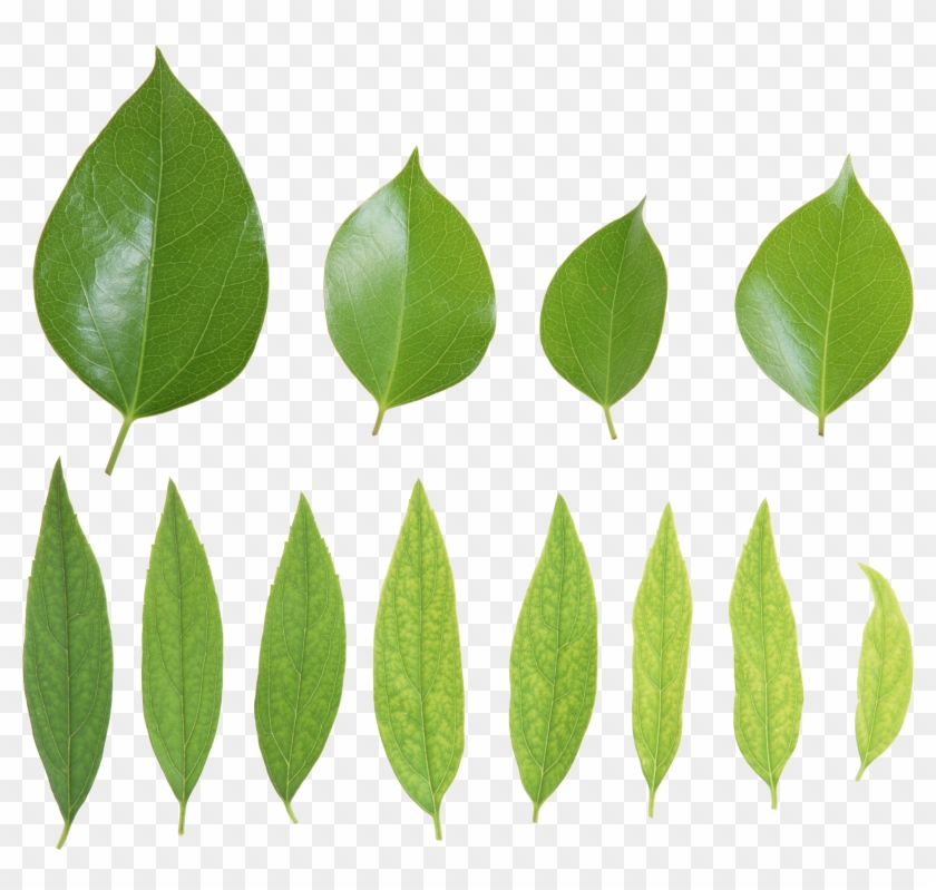 Green Leaves - Page Of Green Leaves #761077
