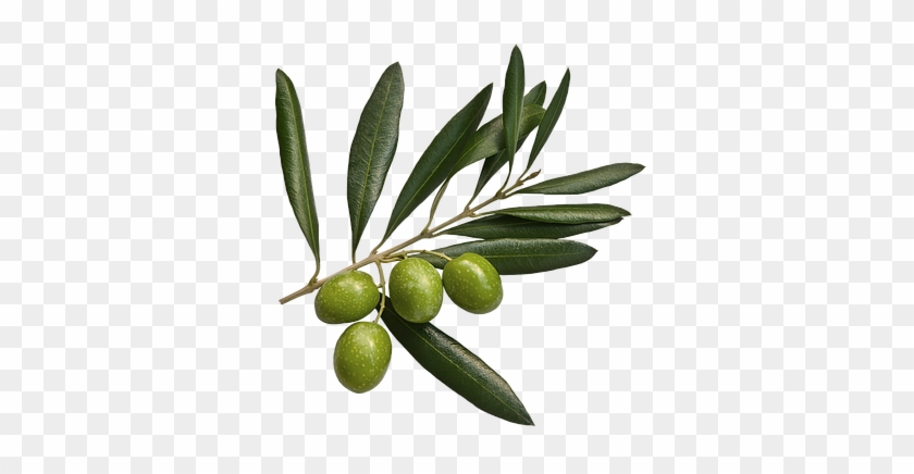 Butter/margarine To Olive Oil Amount Conversion Chart - Olive Leaves Hd Png #761122