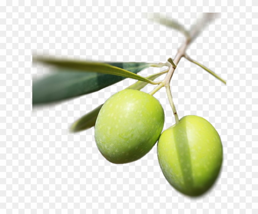 Olive #761140