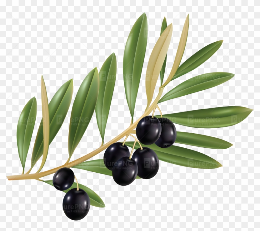 Olive Png #761254