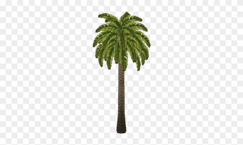 Canaryislanddatepalm Zeldamaniack - Attalea Speciosa #761601
