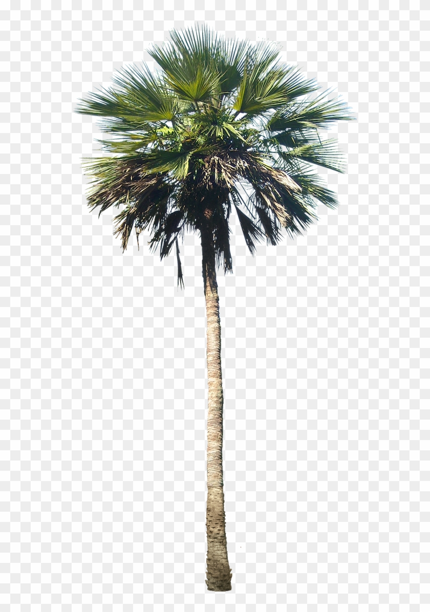 Washingtonia Palm Tree - Washingtonia Png #761603