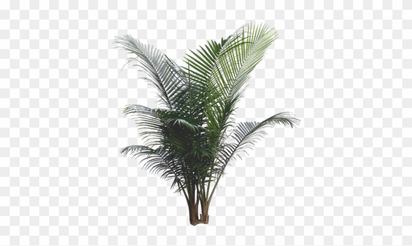 Majesty Palm - Majesty Palm Png #762122