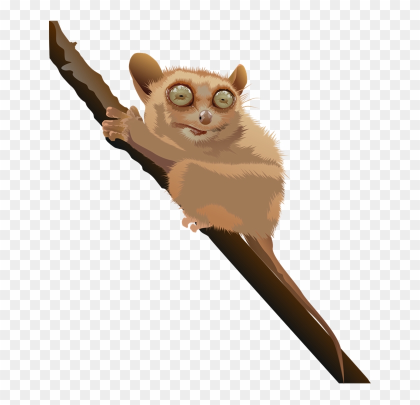 Free Realistic Tarsier Clip Art - Philippine Tarsier Clip Art #762927