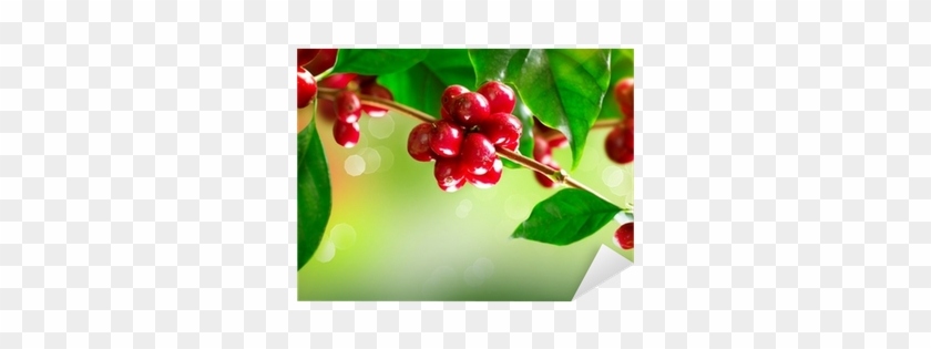 Vinilo Pixerstick Planta Del Café - Кофе Растворимый Nescafe Classic 75г, Пакет #762983